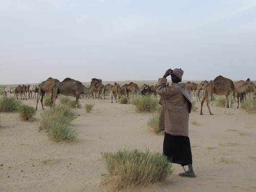 Camel Herder Mauritania